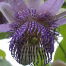 Passiflora Seemannii Seemanns Passion Flower 5 Seeds