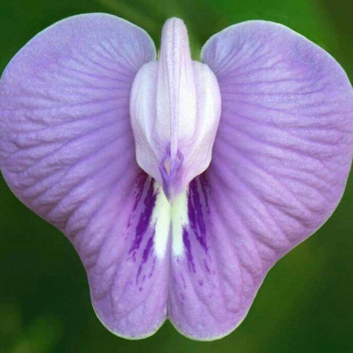 Clitoria Macrophylla Pigeonwing Poik Tak Katen 10 Seeds