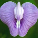 Clitoria Macrophylla Pigeonwing Poik Tak Katen 10 Seeds