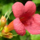 Campsis Radicans Flamenco Crimson Trumpet Vine 10 Seeds