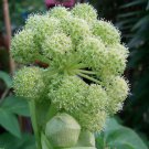 Angelica Taiwaniana Sylvestris Vicars Mead 10 Seeds