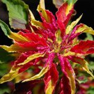 Amaranthus Tricolor Early Splendor Summer Poinsettia Josephs Coat 100 Seeds