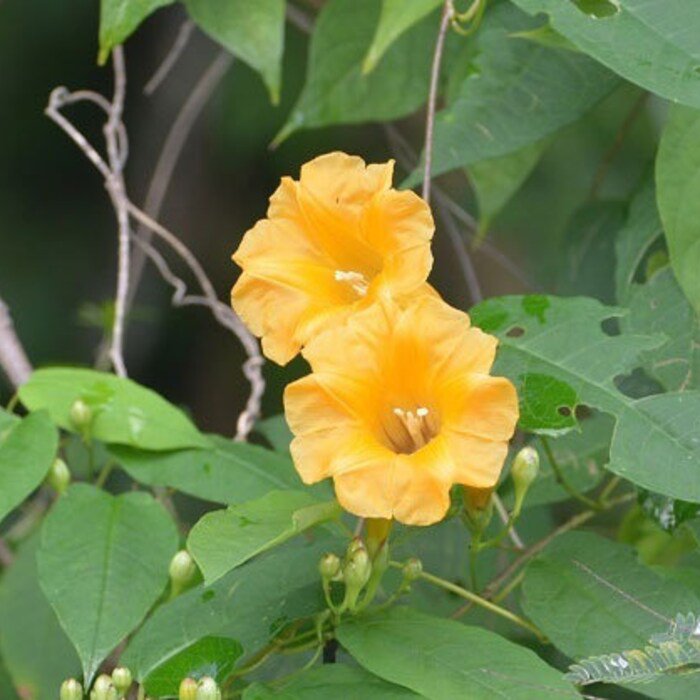 Ipomoea Aurantiaca Chiapas Morning Glory 10 Seeds