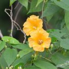 Ipomoea Aurantiaca Chiapas Morning Glory 10 Seeds