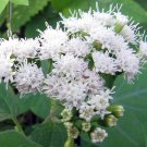 Ageratina Altissima Chocolate Joe Pye Weed 200 Seeds