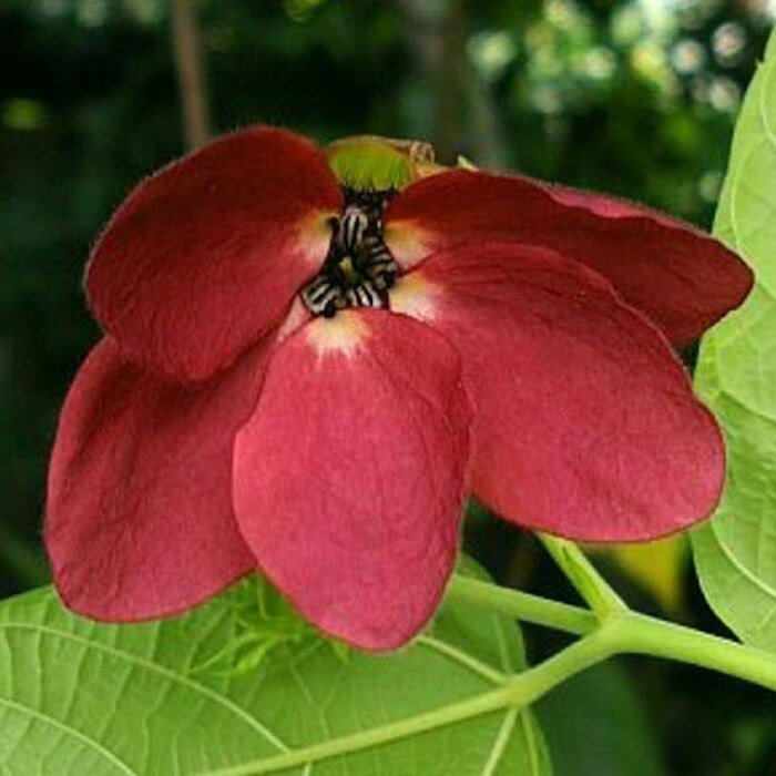 Abroma Augustum Devils Cotton 100 Seeds