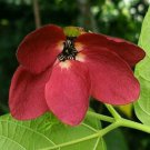 Abroma Augustum Devils Cotton 100 Seeds