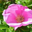 Rosa Rugosa Pink Beach, Japanese, Ramanas, And Saltspray Rose 20 Seeds