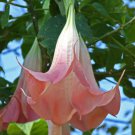 Brugmansia Suaveolens Pink 5 Seeds