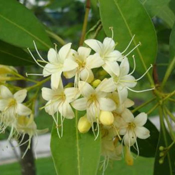Fagraea Fragrans Ironwood Tembusu 50 Seeds