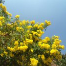 Tecoma Stans Yellow Bells Trumpet Flower 20 Seeds