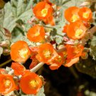 Sphaeralcea Ambigua Globe Desert Mallow 10 Seeds