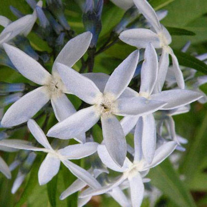 Amsonia Illustris Ozark Bluestar Shining Blue Star 10 Seeds