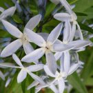 Amsonia Illustris Ozark Bluestar Shining Blue Star 10 Seeds