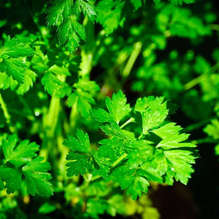 Petroselinum Crispum Var. Neapolitanum Flat Leaf Italian Parsley 100 Seeds