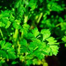 Petroselinum Crispum Var. Neapolitanum Flat Leaf Italian Parsley 100 Seeds