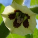 Physalis Pruinosa Ground Cherry Strawberry Husk Tomato 20 Seeds