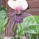 Tacca Chantrieri White Nivea White Bat Flower Bat-Head Lily 20 Seeds