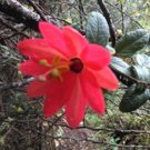 Passiflora Adulterina Passion Flower Vine 5 Seeds
