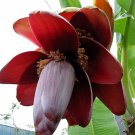 Musa Balbisiana Wild Banana 10 Seeds