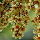 Sterculia Villosa Elephant Rope Treehairy-Sterculia Sardol Udal 5 Seeds