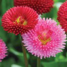 Bellis Perennis Super Enorma Rose Bruisewort 100 Seeds