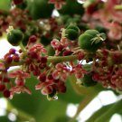 Phyllanthus Acidus Chermai Otaheite Malay Tahitian Gooseberry 5 Seeds
