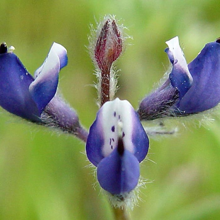 Lupinus Bicolor Dove Annual Miniature Pigmy-Leaved Lupine 20 Seeds