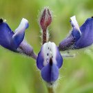 Lupinus Bicolor Dove Annual Miniature Pigmy-Leaved Lupine 20 Seeds