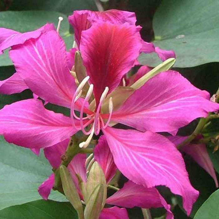 Bauhinia Purpurea Butterfly Orchid Tree Camels Foot 5 Seeds