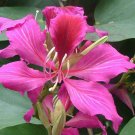 Bauhinia Purpurea Butterfly Orchid Tree Camels Foot 5 Seeds