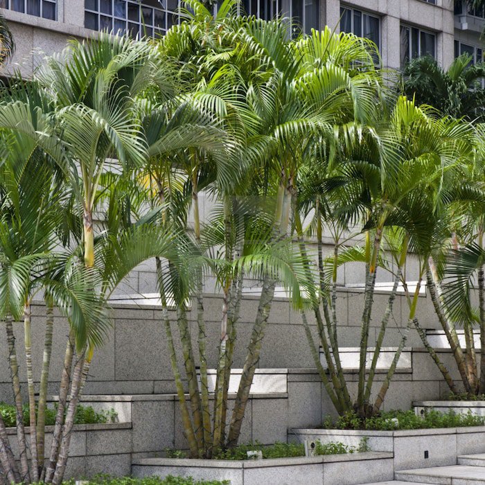 Dypsis Lutescens Areca Butterfly Golden Cane Madagascar Palm 5 Seeds