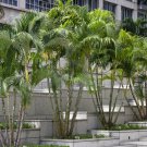 Dypsis Lutescens Areca Butterfly Golden Cane Madagascar Palm 5 Seeds