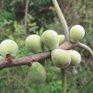 Ficus Amplissima Indian Bat Tree & Fig Pimpri Pipri Pipali 100 Seeds