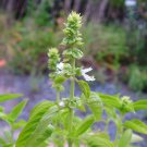 Ocimum Basilicum Sweet Basil 50 Seeds