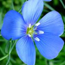 Linum Usitatissimum Common Flax Linseed 20 Seeds
