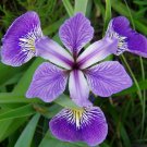 Iris Versicolor Blue Flag Dagger Flower 20 Seeds