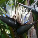 Strelitzia Nicolai Giant Bird Of Paradise Wild Banana 5 Seeds