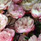 Rosa Chinensis Angel Wings Miniature Rose 10 Seeds