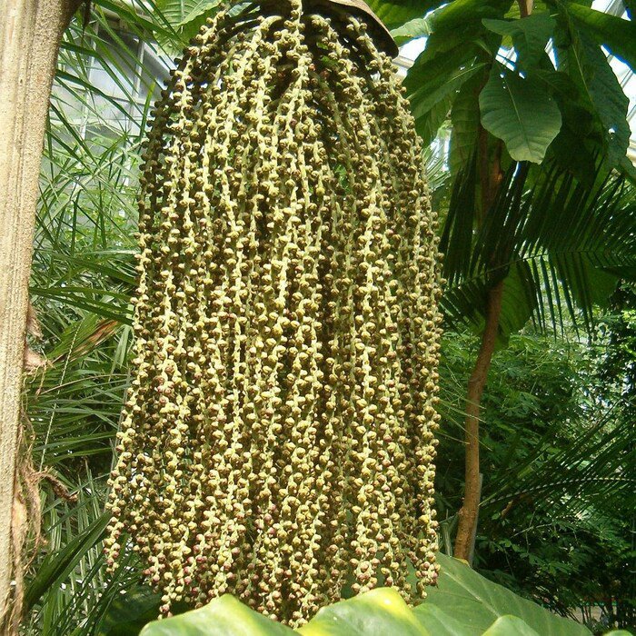 Caryota Urens Toddy Solitary Fishtail Wine Jaggery Palm 5 Seeds