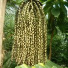 Caryota Urens Toddy Solitary Fishtail Wine Jaggery Palm 5 Seeds