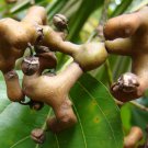 Hovenia Dulcis Japanese Raisin Tree Honey-Tree 20 Seeds