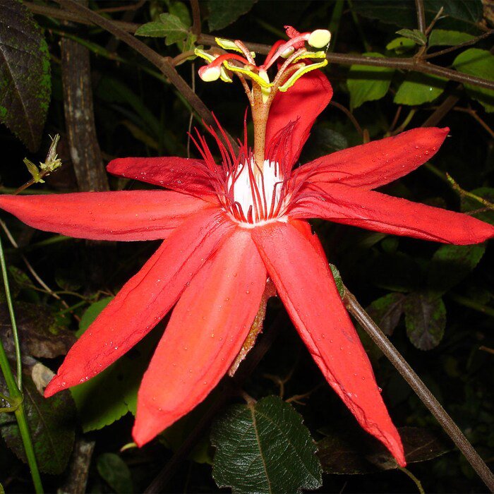 Passiflora Coccinea Red Passion Flower 5 Seeds