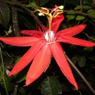 Passiflora Coccinea Red Passion Flower 5 Seeds