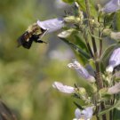 Penstemon Pallidus Pale Beardtongue 200 Seeds