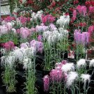 Dianthus Superbus Spooky Mix Superb Pink 200 Seeds