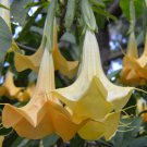Brugmansia Aurea Orange Glory Angel Trumpet 10 Seeds