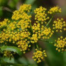 Zizia Aurea Golden Alexanders 20 Seeds