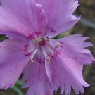 Dianthus Plumarius Sweetness 20 Seeds