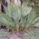 Nannorrhops Ritchiana Mazari Palm 5 Seeds